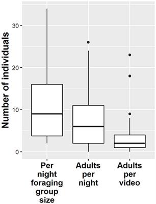 Growing Up Urban: Hyena Foraging Groups and Social Structure at a City Waste Dump